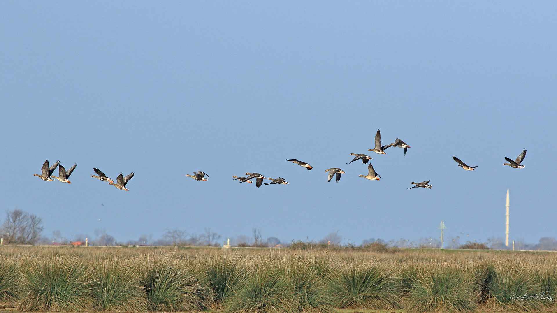 Greater White-fronted Goose